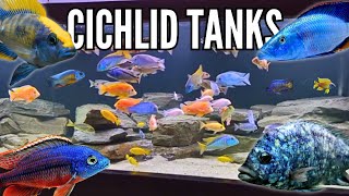 10 Incredible Cichlid Tank Setups Peacocks amp Hap Cichlids [upl. by Kaplan945]