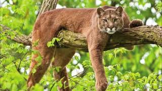 25 ANIMAIS INCRÍVEIS DO CERRADO BRASILEIRO QUE VÃO TE SURPREENDER [upl. by Galloway]