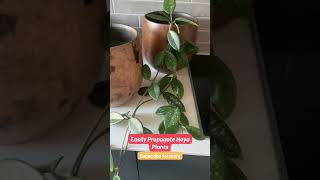 Easily Propagate Hoya Plants at Home [upl. by Millford]