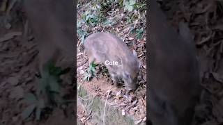 STRIPES WILD PIGLET ROAMING AROUND THE STEPS hiking wildboar wildanimal mountains hiketop [upl. by Cherri]