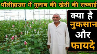 गुलाब की खेती । पाली हाऊस फार्मिग । डंडी वाले गुलाब की खेती । Rose farming in polyhouse [upl. by Cyrilla]