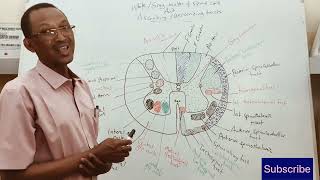 Spinal cord Internal structures [upl. by Ohara]