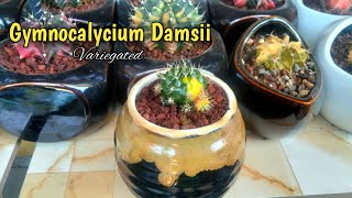 578 Repotting my very cute Gymnocalycium Damsii Variegated  Succulent Davao [upl. by Liag]