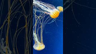 ജാപ്പനീസ് Sea nettle ജെല്ലിഫിഷ്  Chrysaora pacifica shortsjellyfishjapan [upl. by Volnak482]