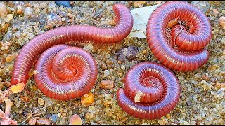 Dont Miss Out on the BEST Millipede Bait for 2024 [upl. by Nosemyaj635]