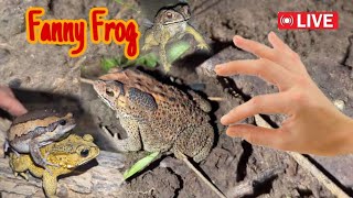 Funny first look at the frog  Catching a frog wants to laugh  Catch a frog for fun funny frog [upl. by Caroline264]