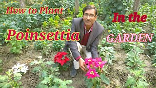 How to Plant Poinsettia in Your Garden Growing and Caring Tips for Poinsettia [upl. by Ragland]