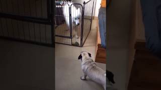 Samoyed vs Pug Fight Bark Outside And Inside Fence [upl. by Eudo]