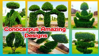 Conocarpus plant Designs  New and beautiful design of Conocarpus plant  How to grow Conocarpus [upl. by Ahon]