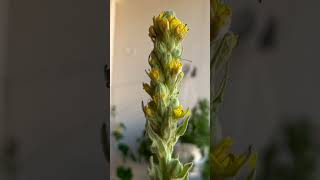 Huge Mullein [upl. by Llewop]