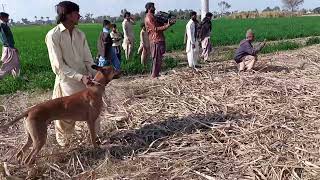 Shikar 2022 Gidar ka shikar in pakistan layyah Hd video [upl. by Sixela2]