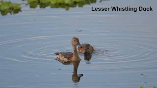 Lesser Whistling Duck  The Charming Whistler of Wetlands [upl. by Haissi]