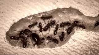 Ameisen füttern ihre Larven 10x Zeitraffer  ants feeding pupa 10x timelapse  Camponotus ant farm [upl. by Fabri360]