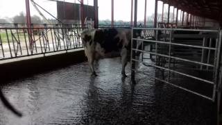 HYDROCURAGE DUN BÂTIMENT DE VACHES LAITIERES [upl. by Kcirdahs]