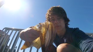 SQUID BREAM and STINGRAY  Catch n Cook  Fishing with DYLAN [upl. by Atsyrk]