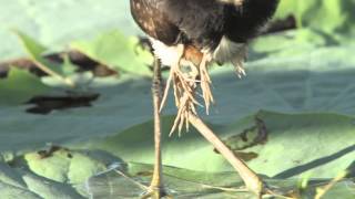 Comb Crested Jacana with newly hatched chicks [upl. by Stokes]