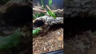 Bioactive Ball Python Build pt2 everevolvingexotics ballpythonenclosure livingvivarium [upl. by Nazus]