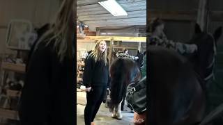 DAYBYDAYVLOGS don’t care about their horses daybydayvlogs sophieslife equestrian [upl. by Roi]