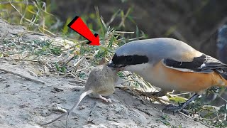 Long tailed shrike bird picked up the mouse onlybirds107 [upl. by Teagan109]