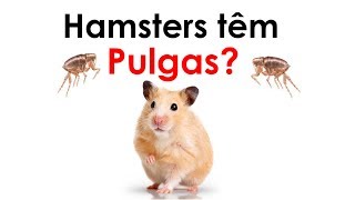 Hamsters têm pulga [upl. by Aiet362]