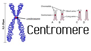 X Inactivation The full mechanism the formation of the Barr body Heterochromatin and euchromatin [upl. by Ardnasak]