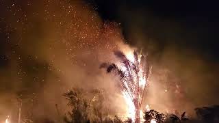 Watch how fire devours a green 20 m Cohune tree in JUST a few seconds Natural Fireworks [upl. by Keppel126]