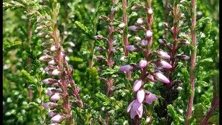 Best Shrubs  Calluna vulgaris Rosea Scotch Heather [upl. by Norwood840]