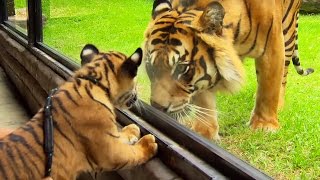 Un bébé tigre rencontre un tigre adulte pour la 1ère fois  ZAPPING SAUVAGE [upl. by Eerrehs175]