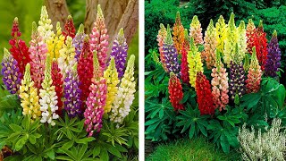 How to Plant Dwarf Lupins Summer Garden Guide [upl. by Eetnahc]