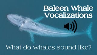 Baleen Whale Vocalizations What Do Whales Sound Like [upl. by Aehtorod446]