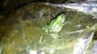 Small Frog scream កូនក្អាត់យំ [upl. by Uile]