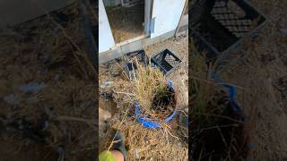 Why Would The Chickens Do This To The Nesting Boxes chickens [upl. by Tana]