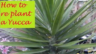 How to save your yucca plant from dying Brownleaves Rootbound [upl. by Zeena168]