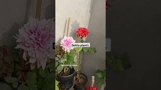 dahliasgardeninggardenplantsflowersgardening [upl. by Pegeen754]