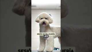 ¡Leo nos visita Peluquería canina y SPA con Magistral Royal [upl. by Layne]