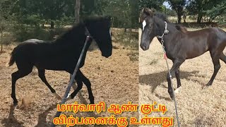 Marwari colt for sale in tirupur kangayam  திருப்பூரில் மார்வாரி ஆண் குட்டி விற்பனைக்கு உள்ளது [upl. by Atekan]