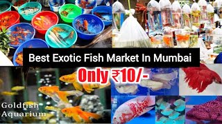 Best Exotic Fish Market In Mumbai  Varity of Fish  Attractive Aquarium  Marin Fish Tank Setup [upl. by Ddet886]