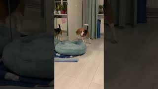 Orła cień pets shots beaglelove puppy beaglepup beagle humor funny cute shorts animals [upl. by Bosson]