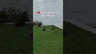 📍🇨🇭Switzerland Thalwil zurichlake animals cute duck birds nature trq wildlife funny ofw [upl. by Elleved]