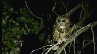 Spotted Owl [upl. by Dihahs]