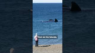 Farallon Islands Shark Watching Adventure Near San Francisco [upl. by Atlanta574]