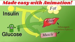 Insulin glucagon amp glycogen regulation Made simple with animation [upl. by Egarton967]