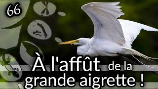 Ep66 À laffût de la grande aigrette  Ardea alba [upl. by Agneta]