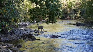 Fall Fly Fishing the Wild and Scenic Chattooga River  Delayed Harvest Section [upl. by Holey511]