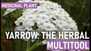 Yarrow Plant Benefits Uses and How to Grow Yarrow for Natural Remedies [upl. by Emlynne]