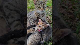 Meaw meaw cat sound 🥰🐈🐈cat meaw fyp foryou animals shots catvideos [upl. by Annirtak]