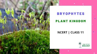 Plant Kingdom  Bryophytes  NCERT  Class 11  Chapter 3  Biology [upl. by Leirej]