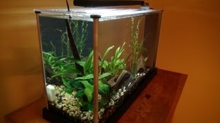 Fluval Spec 5 gallon Unboxing amp Setup [upl. by Shoemaker156]