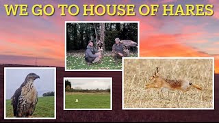 FALCONRY out with the magical BROWN HARES [upl. by Pitt]