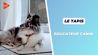 Formation en ligne éducateur canin  Le tapis  School Online University [upl. by Madanhoj]